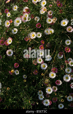 Erigeron Karvinskianus (E. Mucronatus), Latin American Berufkraut. Stockfoto