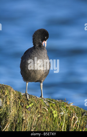 Eurasische Blässhuhn Fulica Atra stehend auf Unkraut bedeckt Zaun und putzen am Cheddar Vorratsbehälter, Somerset im Oktober. Stockfoto