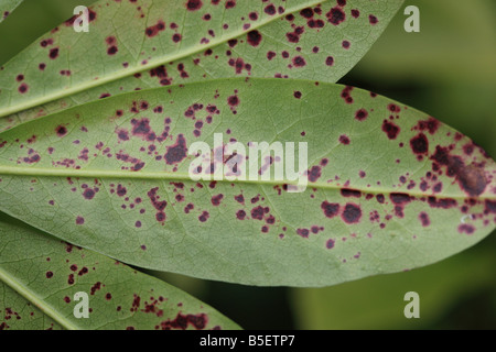 RHODODENDRON-BLATTFLECKEN Septoria Azaleae lila Flecken auf BLATTUNTERSEITE Stockfoto