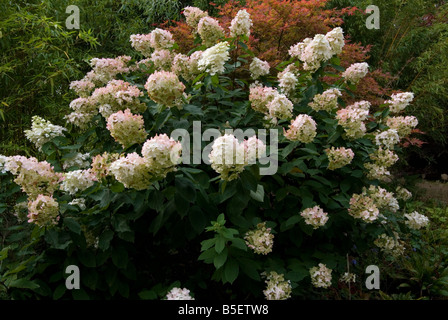 Hydrangea Paniculata 'Unique', rispenförmige Hortensie Stockfoto