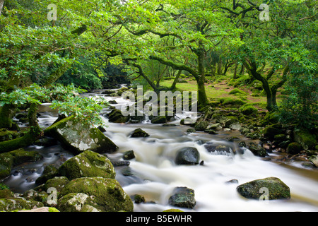 Rocky River Plym fließt durch Dewerstone Wood im Sommer Dartmoor National Park Devon England Stockfoto