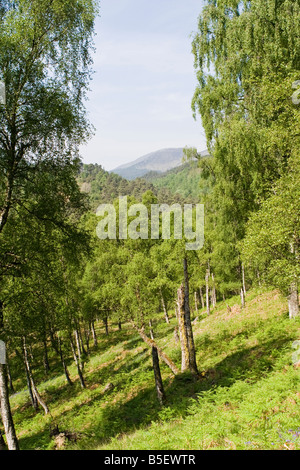 Glen Affric Wald mit Blick auf die Berge Stockfoto