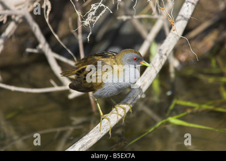 Little Crake Porzana Parva männlichen thront in der Vegetation am Kalloni Inland-See, Lesbos, Griechenland im April. Stockfoto