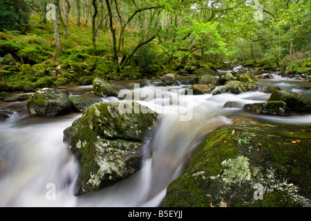 Rocky River Plym fließt durch Dewerstone Wood im Sommer Dartmoor National Park Devon England Stockfoto