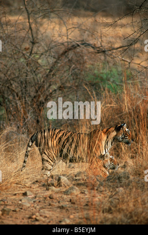 Ein weiblicher Tiger beobachten eine Beute in Ranthambore Tiger Reserve, Indien. (Panthera Tigris) Stockfoto