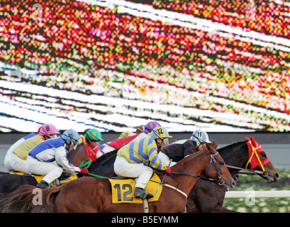 Jockeys auf ihren Pferden bei einem Pferderennen, Seoul, Südkorea Stockfoto