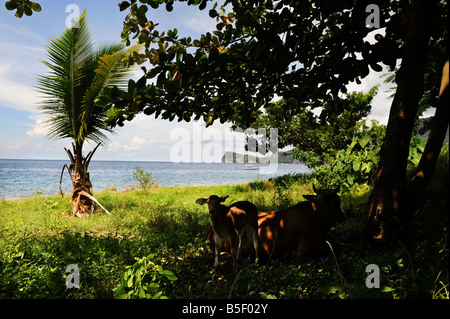 EINE KUH UND IHR KALB SCHATTEN UNTER EINEM BAUM AN EINEM STRAND IN DER NÄHE VON SOUFRIÈRE, ST. LUCIA Stockfoto