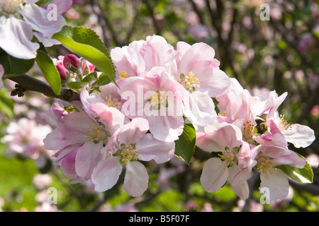 Englische Apfelblüte im Frühling Stockfoto