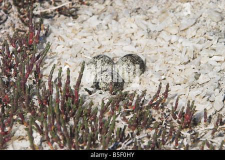 Kentish Plover Charadrius Alexandrinus nisten mit drei Eiern auf Skala Polichnitos Salzpfannen, Lesbos, Griechenland im April. Stockfoto