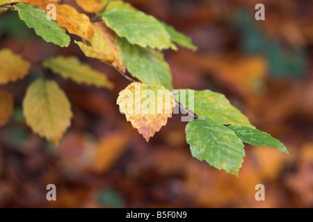 Herbst-Buche-Blätter vor verschwommenem Hintergrund, Großbritannien Stockfoto