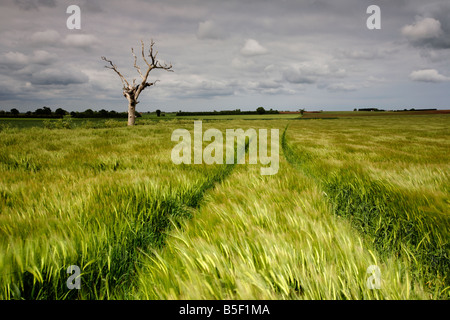 Toter Baum und ein Feld der Gerste während eines Sturms in der Norfolk-Landschaft fotografiert Stockfoto