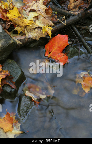 Rotes Ahornblatt in einem Stream Stockfoto