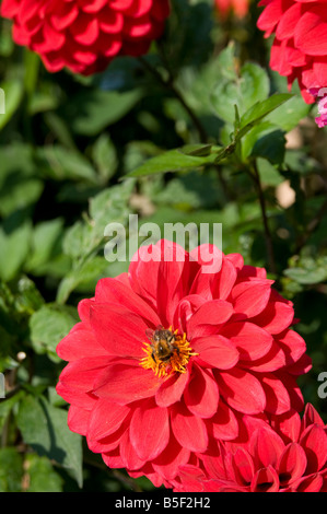 Dahlien Dahlia Hybrida im englischen Garten Derbyshire UK Stockfoto