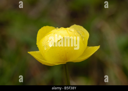 Globeflower, Trollblume Europaeus, Wild Alpenblume, Dolomiten, Italien Stockfoto