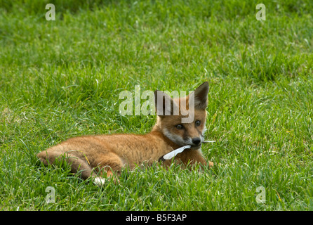 Red Fox Cub Vulpes Vulpes spielen mit Elster Feder Stockfoto