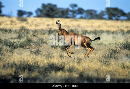 Rote Kuhantilope Alcelaphus Caama Kalagadi Transfrontier Nationalpark Kalahari-Wüste in Südafrika Stockfoto