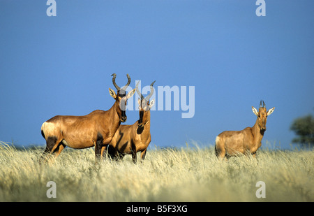 Rote Kuhantilope Alcelaphus Caama Kalagadi Transfrontier National Park in Südafrika Kalahari-Wüste Stockfoto