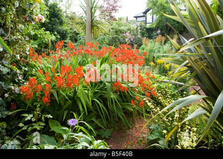 Pfad durch einen Garten mit Crocosmia Stockfoto