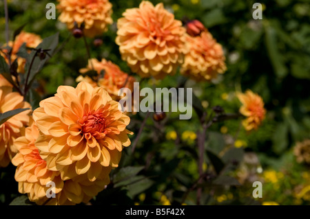 Dahlien Dahlia Hybrida im englischen Garten Derbyshire UK Stockfoto