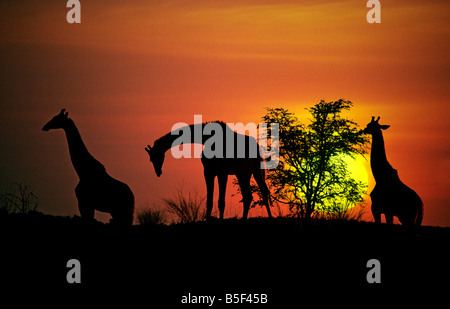 Giraffe bei Sonnenuntergang Giraffa Plancius Kalagadi Transfrontier National Park South Africa Stockfoto