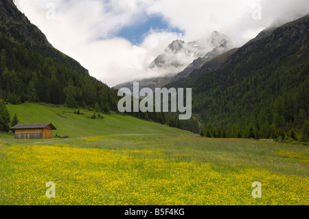 Almwiese, Sulztal in der Nähe von Gries, Ötztal-Tal, Tirol, Österreich Stockfoto