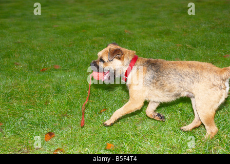 Border Terrier im park Stockfoto