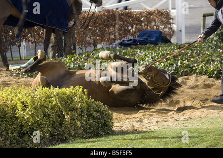 Pferderennen Cheltenham Festival Bedingungen März 2008 Gloucstershire Tag 2 von Cheltenham abgesagt wegen schlechtem Wetter Pferde spielen im SAND Stockfoto