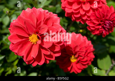 Dahlien Dahlia Hybrida im englischen Garten Derbyshire UK Stockfoto