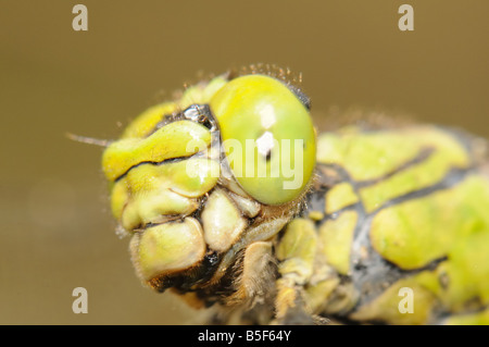 Makro Porträt große Libelle Aeschna grandis Stockfoto