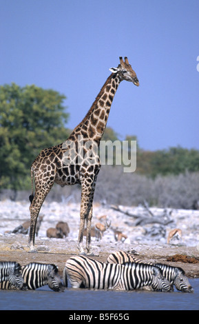 Giraffe Giraffa Plancius Burchell s Zebra Equus Quagga Burchelli am Wasserloch Etosha Nationalpark Namibia Stockfoto