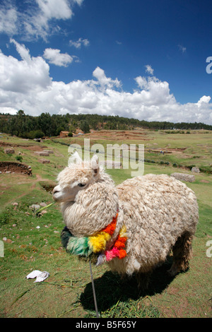 Alpaka auf dem Altiplano in Peru Stockfoto