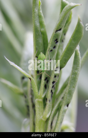 GEMEINSAMEN grünen KAPSID Lygocoris Pabulinus Nymphe ON BROAD BEAN schießen wieder anzeigen Stockfoto