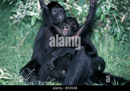 Atele Noir Schwarzer Klammeraffe Black Spider Monkey Ateles Paniscus Mutter hält Smoki Affenbabies Affenbaby Tierbabys Ant Stockfoto