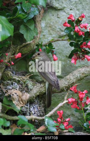 GRAUSCHNÄPPER Muscicapa Striata im NEST mit jungen Seitenansicht Stockfoto