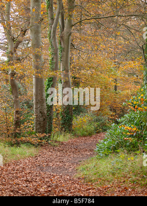Woodland Weg verstreut mit trocken gefallene Herbstlaub Stockfoto