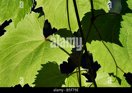 Abstrakte Schuss der Blätter der Wein Traube - Rebe Stamm - Stamm einer Weinrebe - bei Gegenlicht Stockfoto