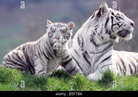 Zwei weiße Bengal Tiger Cubs, die im Winter im Park geboren wurden ihr ersten öffentlichen Auftritt am West Midland Safaripark gemacht die beiden männlichen Jungen waren den Spitznamen Unheil und Chaos in spielerischen Geister mit ihrer Mutter Tikva 18 03 08 Stockfoto