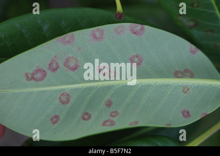 RHODODENDRON-BLATTFLECKEN Septoria Azaleae frühen Stadium ON LEAF Antislip Stockfoto