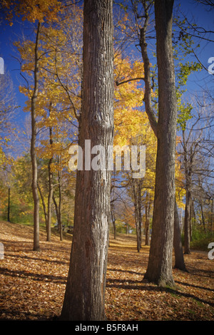 Farben des Herbstes in Mount Royal Montreal Quebec Stockfoto