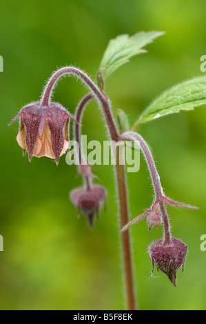 Wasser Avens, Genum Rivale, Wiesenblumen, Berchtesgadener Nationalpark, Bayern, Deutschland Stockfoto