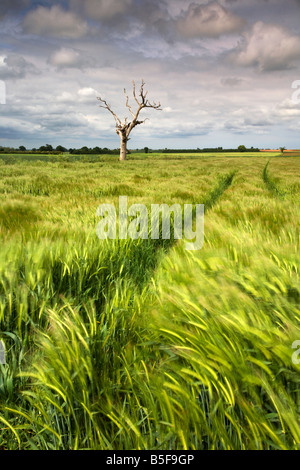 Toter Baum und ein Feld der Gerste während eines Sturms in der Norfolk-Landschaft fotografiert Stockfoto