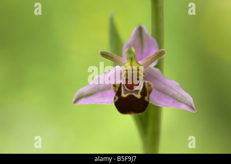 Wilde Biene Orchidee (Ophrys Apifera) auf einer Wiese Norfolk UK Stockfoto