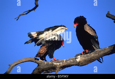 Bateleur Terathopius Ecaudatus Kalagadi Transfrontier Park in Südafrika Stockfoto