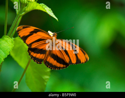 Gebänderten Orange Schmetterling Dryadula phaetusa Stockfoto