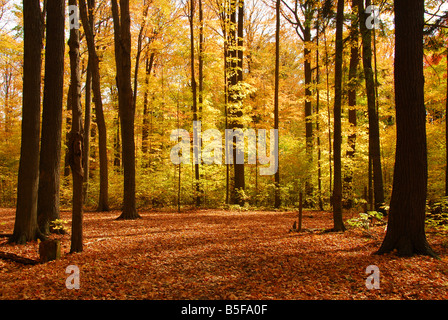 Bunte sonnigen Herbst Wald mit abgefallenen Blättern bodenbedeckend Stockfoto