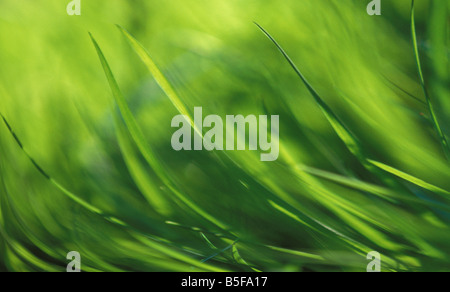 Fresh green grass,Scotland UK Stockfoto