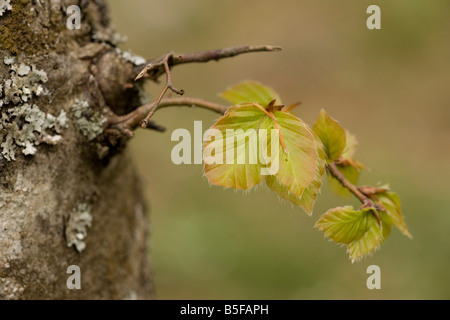 Buche Fagus Sylvatica junge Baumblätter platzen aus Flechten bedeckten Stamm Frühling Stockfoto