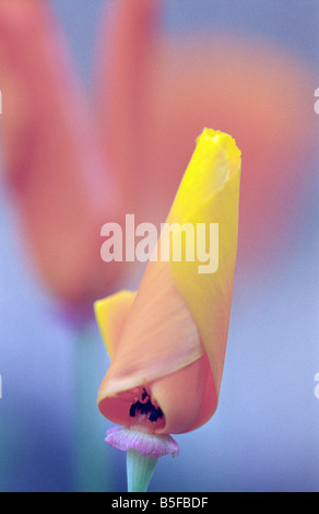 Nahaufnahme einer kalifornische Mohn Blume Stockfoto