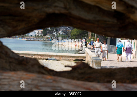 DIE KIEFER-GEHWEG IN PUERTO POLLENSA AUF MALLORCA Stockfoto