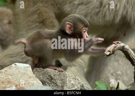 Neugeborenen japanischen Makaken Macaca Fuscata spielt neben Mutter Jigokudani Monkey Park Shiga Höhen Insel Honshu Japan Stockfoto